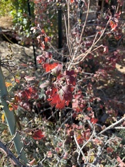 Acer grandidentatum