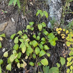 Valeriana californica