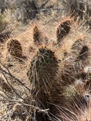 Opuntia polyacantha