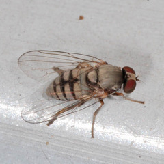 Lindneromyia hungarica