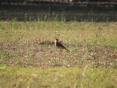 Furnarius rufus