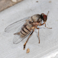 Lindneromyia hungarica
