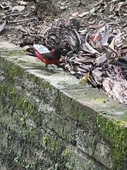 Ramphocelus dimidiatus