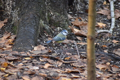 Cyanistes caeruleus