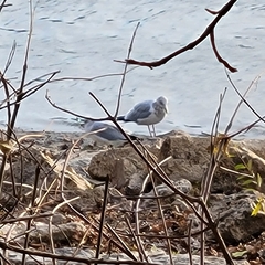 Larus delawarensis