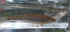 Notropis stramineus