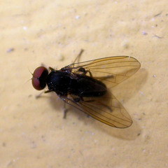 Polyporivora picta