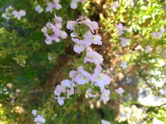Nemesia fruticans