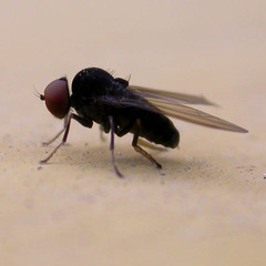 Polyporivora picta