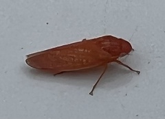 Gyponana gladia
