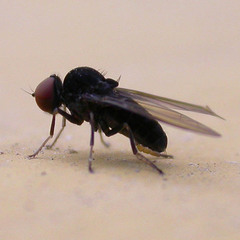 Polyporivora picta