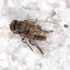 Lindneromyia dorsalis