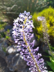 Merwilla plumbea