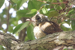 Turdus leucomelas