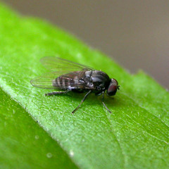 Lindneromyia dorsalis