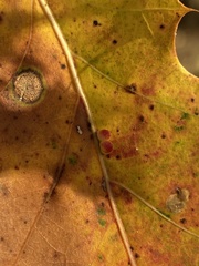 Zopheroteras sphaerula