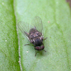 Lindneromyia dorsalis
