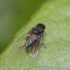 Lindneromyia dorsalis