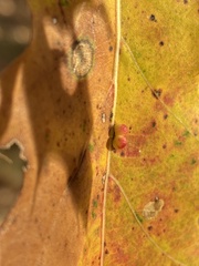 Zopheroteras sphaerula