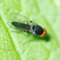 Agathomyia