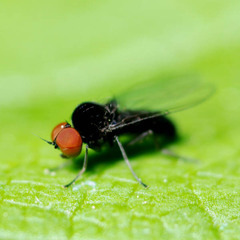 Agathomyia