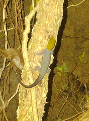 Gonatodes albogularis