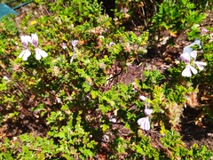 Pelargonium panduriforme