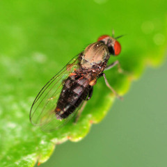 Agathomyia antennata