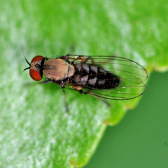 Agathomyia antennata