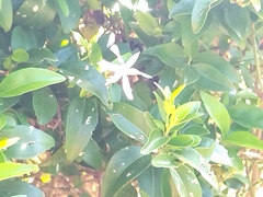 Jasminum multipartitum