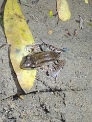 Leptodactylus insularum