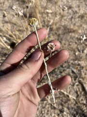 Baileya pleniradiata