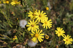 Senecio inaequidens