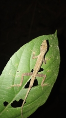 Anolis gaigei