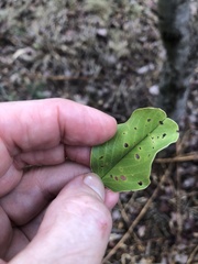 Pterocarpus rotundifolius