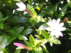 Jasminum multipartitum