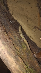 Gonatodes albogularis