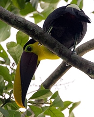 Ramphastos ambiguus
