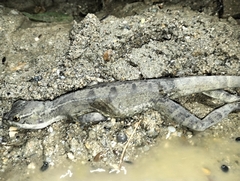 Basiliscus basiliscus