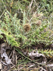 Cirsium taiwanense