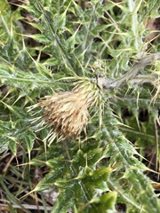 Cirsium taiwanense