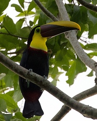 Ramphastos ambiguus