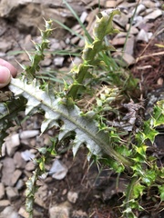 Cirsium taiwanense