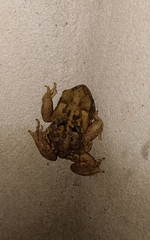Rhinella horribilis