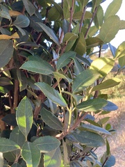 Elaeodendron croceum