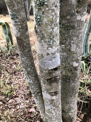 Pterocarpus rotundifolius