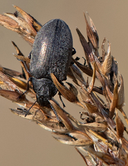 Bothrotes canaliculatus