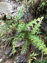 Cirsium taiwanense
