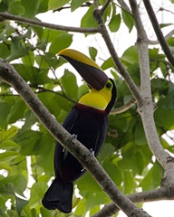 Ramphastos ambiguus