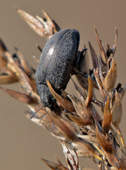 Bothrotes canaliculatus